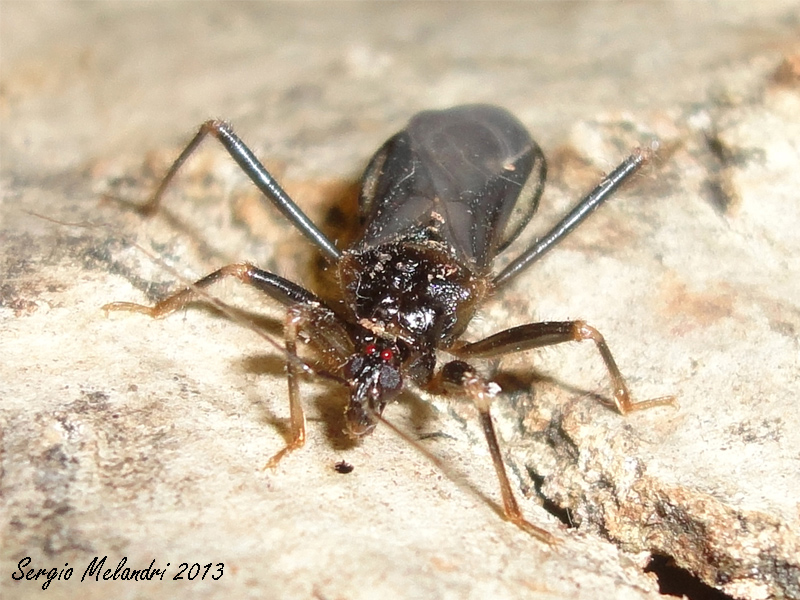 Reduvius personatus (Reduvidae) della Romagna (RA)